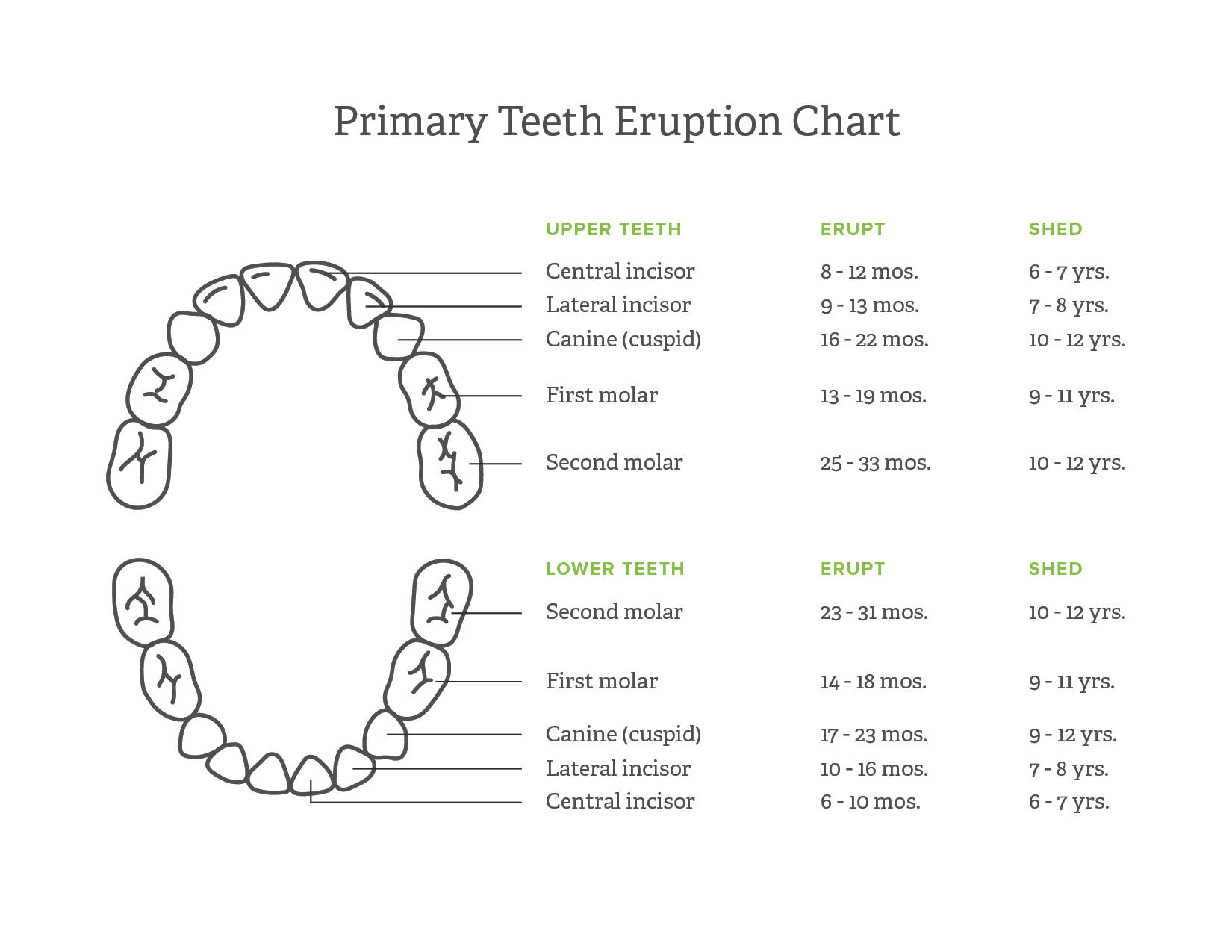 View Eruption Chart For Baby Teeth Gif Teeth Walls Collection For 